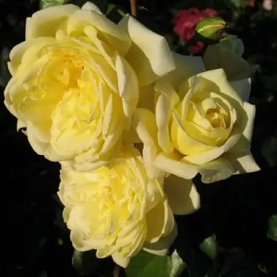 Саженцы роз КАЗИНО плетистая  Саженцы роз КАЗИНО плетистая в Красноярске