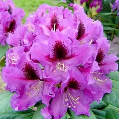 Рододендрон РАСПУТИН в Красноярске