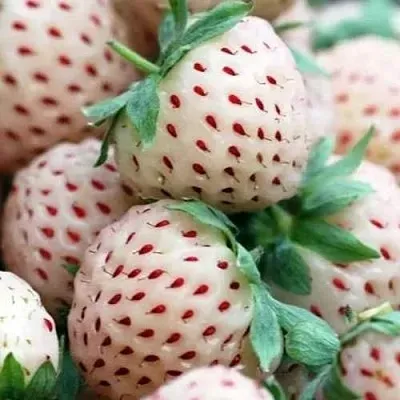 Клубника АНАНАСА ремонтантная  Клубника АНАНАСА ремонтантная в Красноярске