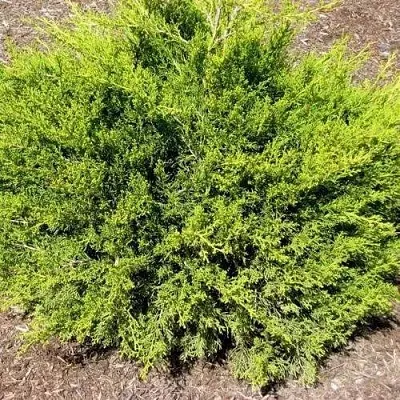 Можжевельник ИЗАБЕЛИН китайский  Можжевельник ИЗАБЕЛИН китайский в Красноярске