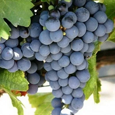 Виноград ЧЕСУРАН  Виноград ЧЕСУРАН в Красноярске