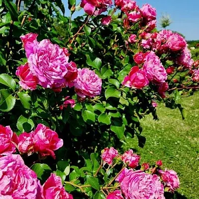 Саженцы роз ИНЕС САСТР плетистая  Саженцы роз ИНЕС САСТР плетистая в Красноярске