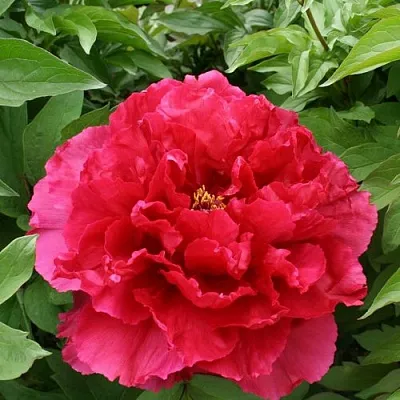 Пион АРОМАТНОЕ ВОСПОМИНАНИЕ древовидный в Красноярске