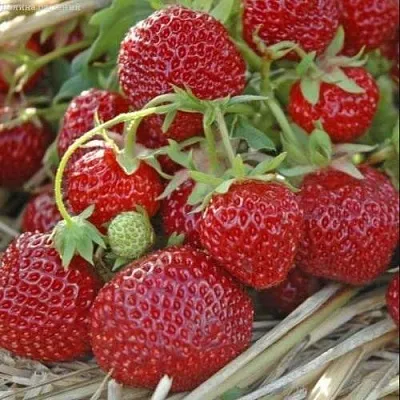 Клубника ЗЕНГА-ЗЕНГАНА  Клубника ЗЕНГА-ЗЕНГАНА в Красноярске