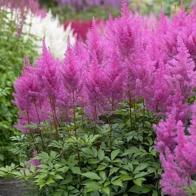 Астильба АМЕТИСТ Арендса  Астильба АМЕТИСТ Арендса в Красноярске