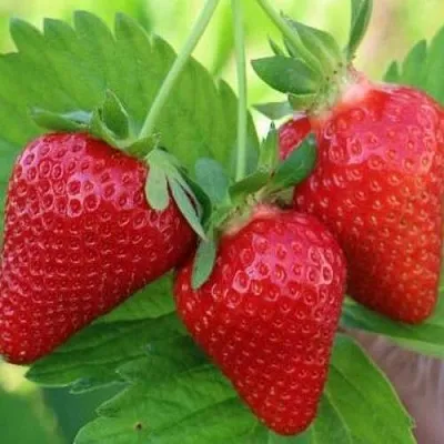 Клубника КЛОДИЯ  Клубника КЛОДИЯ в Красноярске