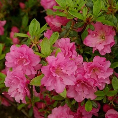 Азалия РОЗИНЕТТА японская  Азалия РОЗИНЕТТА японская в Красноярске