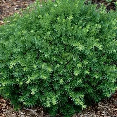 Тис ХИКСИ средний  Тис ХИКСИ средний в Красноярске