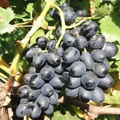 Виноград КИШМИШ АТТИКА  Виноград КИШМИШ АТТИКА в Красноярске