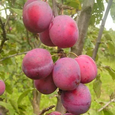 Слива ЭДИНБУРГСКАЯ  Слива ЭДИНБУРГСКАЯ в Красноярске