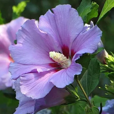 Гибискус  Гибискус в Красноярске