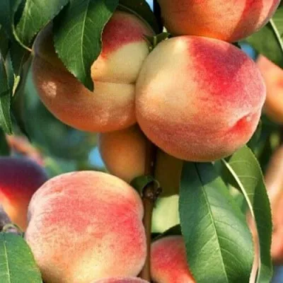 Персик ЛОЙКО 2  Персик ЛОЙКО 2 в Красноярске