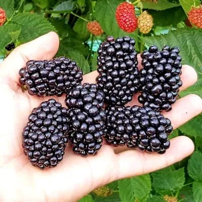 Ежевика ОУАЧИТА бесшипная — описание сорта Ежевика ОУАЧИТА бесшипная в Красноярске