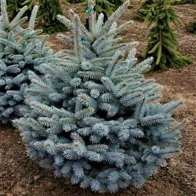 Ель МИСТИ БЛЮ голубая  Ель МИСТИ БЛЮ голубая в Красноярске