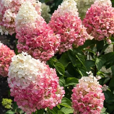 Гортензия ПИНКИ ПРОМИС метельчатая  Гортензия ПИНКИ ПРОМИС метельчатая в Красноярске