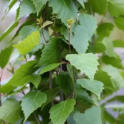 Береза ФАСТИГИАТА повислая   Береза ФАСТИГИАТА повислая  в Красноярске