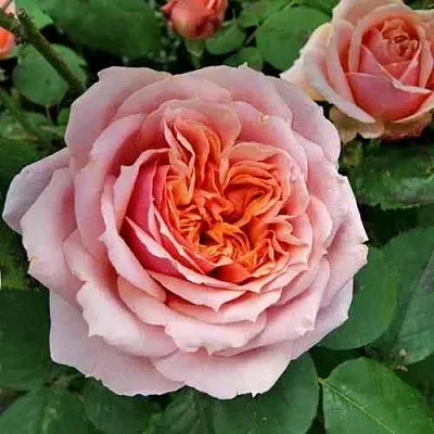 Саженцы роз ПОЛЬ БОКЮЗ шраб  Саженцы роз ПОЛЬ БОКЮЗ шраб в Красноярске