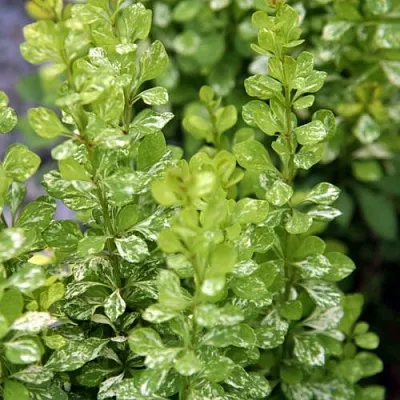 Барбарис ПАУ ВАУ тунберга  Барбарис ПАУ ВАУ тунберга в Красноярске