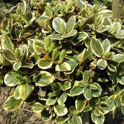 Бересклет КАНАДЕЙЛ ГОЛД   Бересклет КАНАДЕЙЛ ГОЛД  в Красноярске