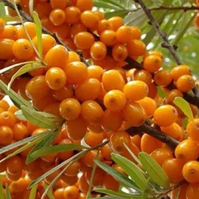 Облепиха ТРОФИМОВСКАЯ  Облепиха ТРОФИМОВСКАЯ в Красноярске