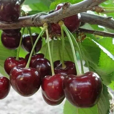 Черешня САММИТ в Красноярске