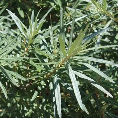 Облепиха ЛОРД (МУЖСКАЯ)  Облепиха ЛОРД (МУЖСКАЯ) в Красноярске