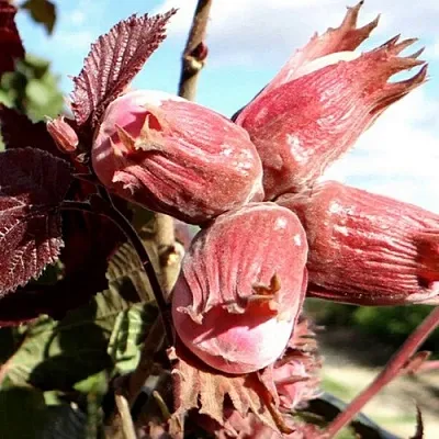 Фундук АЛЫЙ ПАРУС в Красноярске