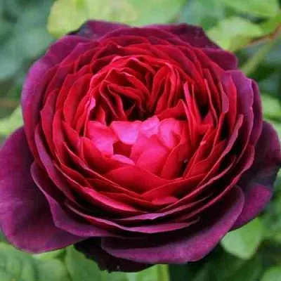 Саженцы роз АСТРИД ГРАФИН ФОН ХАРДЕНБЕРГ шраб  Саженцы роз АСТРИД ГРАФИН ФОН ХАРДЕНБЕРГ шраб в Красноярске