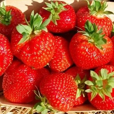 Клубника ЭЛЬСАНТА  Клубника ЭЛЬСАНТА в Красноярске