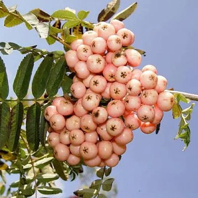 Рябина ПИНК ВЕЙЛ в Красноярске