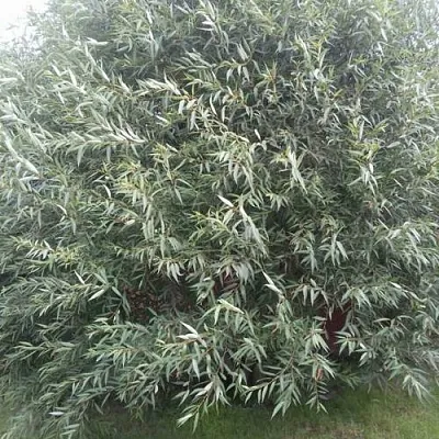 Ива СЕРЕБРИСТАЯ  Ива СЕРЕБРИСТАЯ в Красноярске