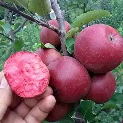 Яблоня РЕД КЕТТИ  Яблоня РЕД КЕТТИ в Красноярске