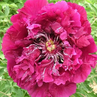 Пион ПУРПУРНЫЙ ОКЕАН древовидный в Красноярске