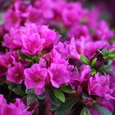 Азалия ХИРОКА японская  Азалия ХИРОКА японская в Красноярске