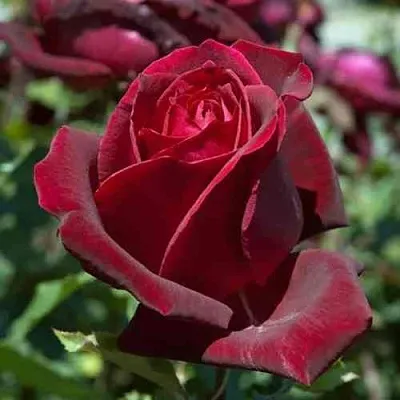 Саженцы роз ПАПА МЕЙЯН чайно-гибридная в Красноярске