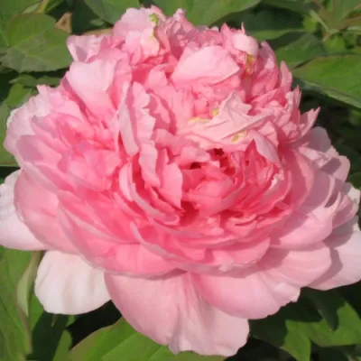 Пион ИМПЕРАТОРСКАЯ НАЛОЖНИЦА древовидный в Красноярске