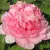 Пион ИМПЕРАТОРСКАЯ НАЛОЖНИЦА древовидный в Красноярске