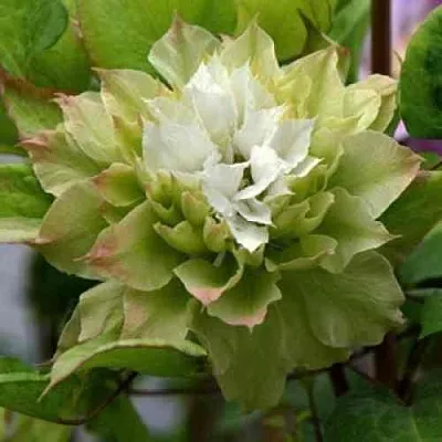 Клематис СЕН-НО-КЕЙЗ  Клематис СЕН-НО-КЕЙЗ в Красноярске