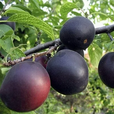 Абрикос МОНАРЕЗИ  Абрикос МОНАРЕЗИ в Красноярске