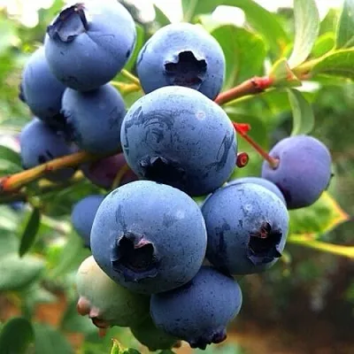 Голубика ДЮК  Голубика ДЮК в Красноярске