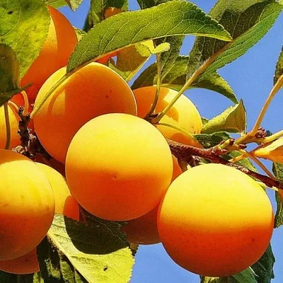 Желтая   Желтая  в Красноярске