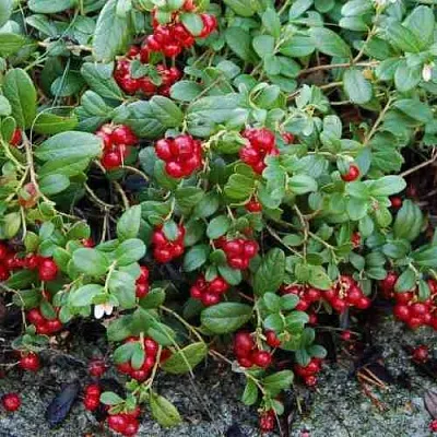 Брусника ЭРТЕЗЕГЕН  Брусника ЭРТЕЗЕГЕН в Красноярске