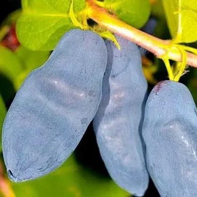 Жимолость съедобная ДЛИННОПЛОДНАЯ  Жимолость съедобная ДЛИННОПЛОДНАЯ в Красноярске