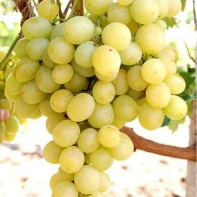 Виноград ТАЛИСМАН в Красноярске