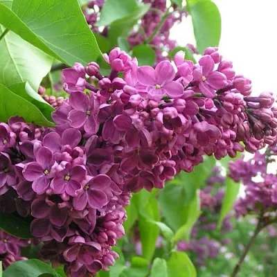 Сирень ДЕНЬ ПОБЕДЫ  Сирень ДЕНЬ ПОБЕДЫ в Красноярске