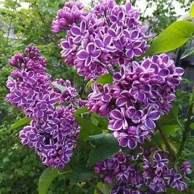 Сирень СЕНСАЦИЯ  Сирень СЕНСАЦИЯ в Красноярске