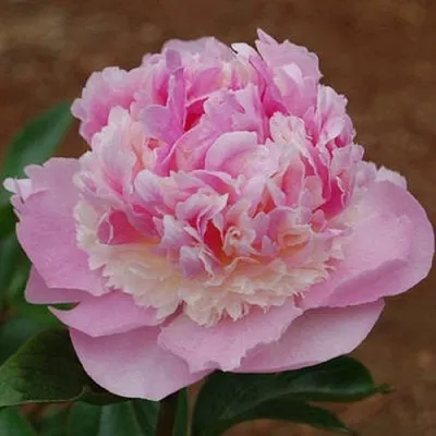 Пион ЭНДЖЕЛ ЧИКС травянистый  Пион ЭНДЖЕЛ ЧИКС травянистый в Красноярске