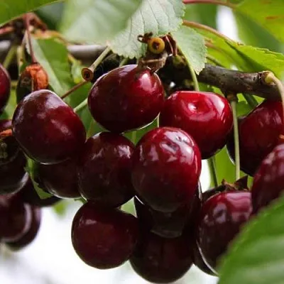 Вишня НОВОДВОРСКАЯ  Вишня НОВОДВОРСКАЯ в Красноярске