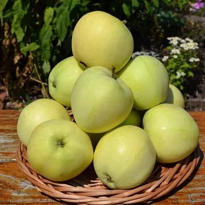 Яблоня ПАПИРОВКА в Красноярске