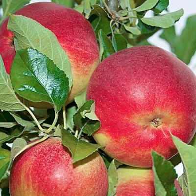 Яблоня СЕНАТОР колонновидная  Яблоня СЕНАТОР колонновидная в Красноярске